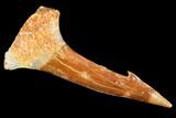 Fossil Sawfish (Onchopristis) Rostral Barb- Morocco #106471-1